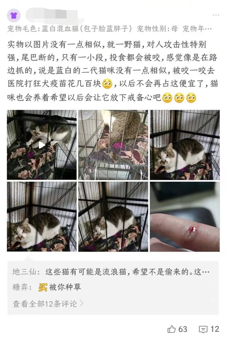 从宠物盲盒到在线“拼猫”，这些宠物商家有多损？