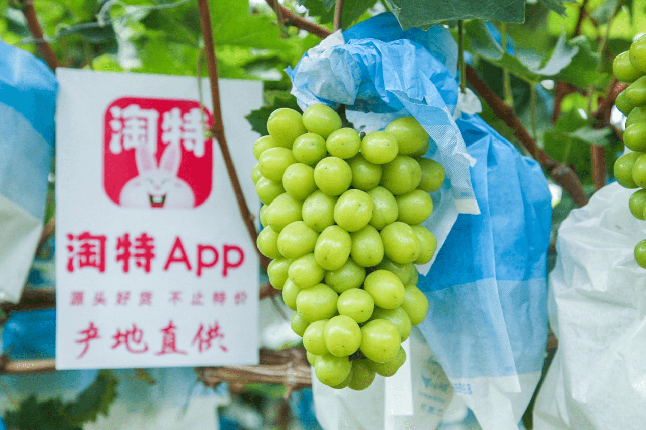 产地直供，淘特掀起农产品产业链的新变革